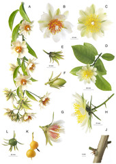 Planche botanique / Pereskia aculeata / Groseillier des Barbades - 136684489
