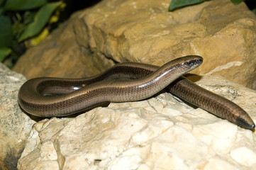 Anguilis fragilis / Orvet