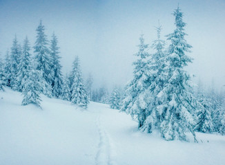 magical winter snow covered trees