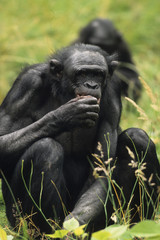 Pan paniscus / Chimpanzé nain /Bonobo