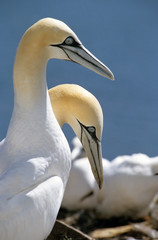 Morus bassanus / Fou de Bassan