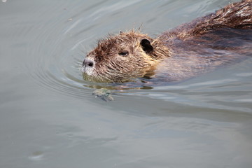 nutria che nuota in un fiume