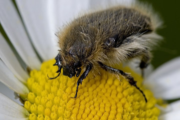 Tropinota hirta / Cétoine hérissée