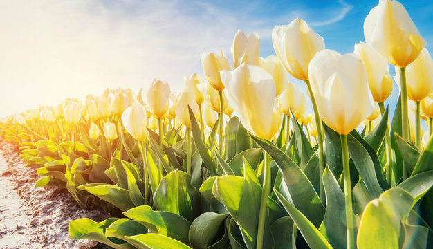Yellow tulips on a background of blue sky.