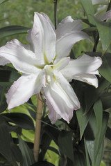 Lilium x / Lis / Lys