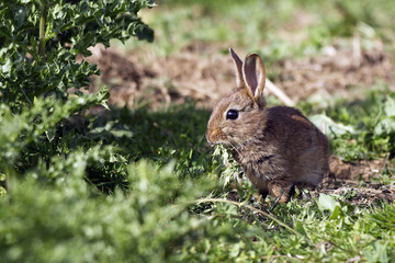 Oryctolagus cuniculus / Lapin de Garenne