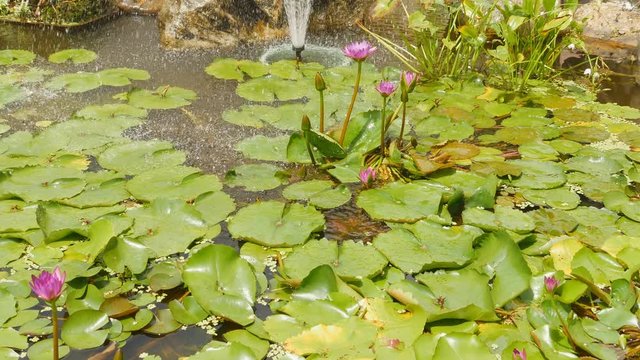 Purple pink water Nymphaea in a pond with a fountain. Water garden. Beautiful flower. Vietnam.