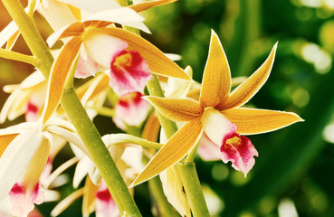 Group of pink and brown orchid blooming close up view (Phaius tankervilleae)
