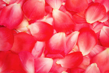 Beautiful red rose petals as texture and background