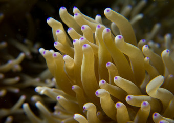 Fototapeta na wymiar Sea anemone tentacles on reef with purple tips