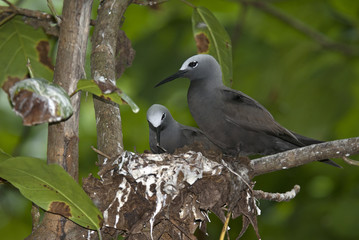 Anous tenuirostris / Noddi mariane