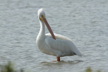 Fototapeta na wymiar White Pelicans at Padre Island Corpus Christi Port Aransas