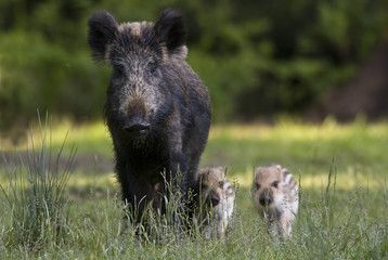 Sus scrofa / Sanglier / Marcassin