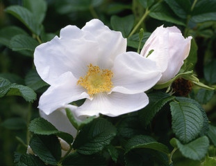 Rose 'White Perfection'
