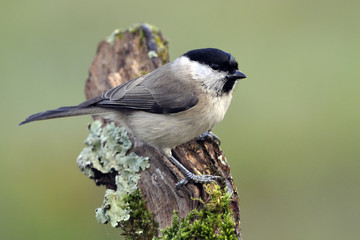 Parus palustris / Poecile palustris / Mésange nonnette