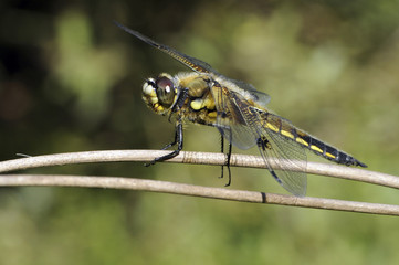 Libellula quadrimaculata / Libellule à quatre taches