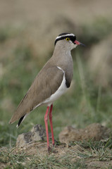 Vanellus coronatus / Vanneau couronné