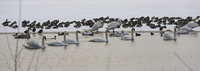 Swans and ducks on ice covered winter lake