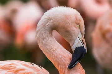 Photo sur Aluminium Flamant Portrait of a Chilean Flamingo