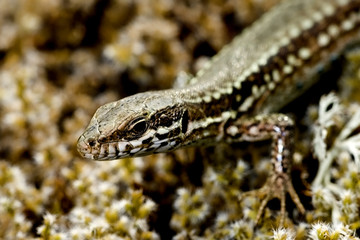 Podarcis muralis / Lézard des murailles