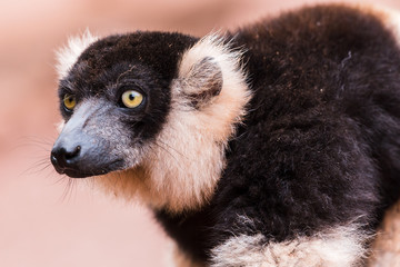 Black and White Ruffed Lemur watching on