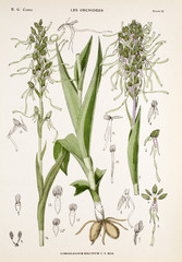 Illustration boatanique / Himantoglossum hircinum / Orchis bouc