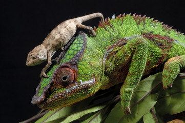 Furcifer pardalis / Caméléon