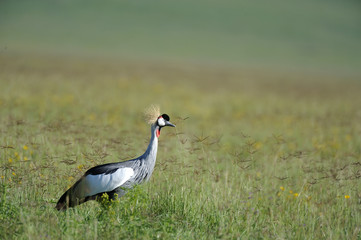 Balearica regulorum / Grue royale