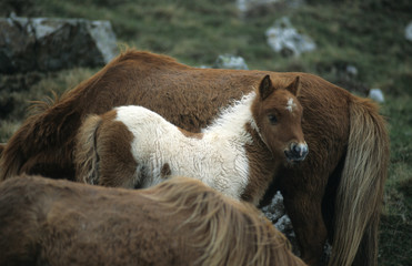 Poney des Shetland