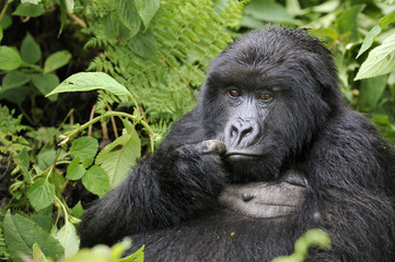 Gorilla gorilla beringei : Gorille de montagne
