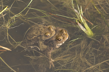 Bufo bufo / Crapaud commun