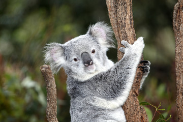 Phascolarctos cinereus / Koala cendré / Koala