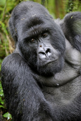 Gorilla gorilla beringei : Gorille de montagne