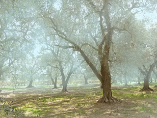 Olive trees garden Puglia