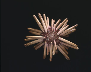 Heterocentrotus trigonarius / Oursin crayon