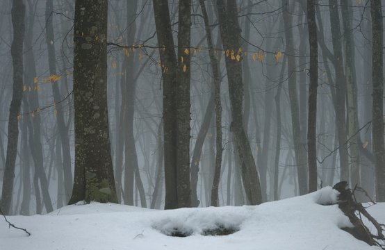 Fototapeta Hornbeam in winter