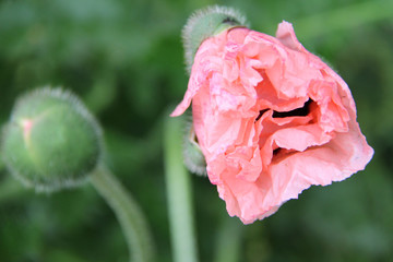 Mohnblume, Mohnknospe mit Stengel erblühen - rosa pink lachs - Blütenblätter öffnend