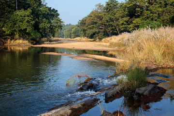 Landscape with a river and forest trees, Kanha National Park, India.
