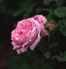 Rosa x centifolia cristata / Rose centfeuilles