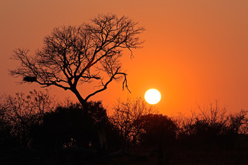 Sunrise with a silhouetted African savanna tree, Kruger National Park, South Africa.