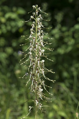 Himantoglossum hircinum / Himantoglosse