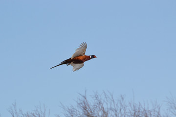 Common pheasant fly