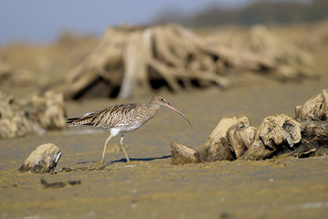 Numenius arquata / Courlis cendré