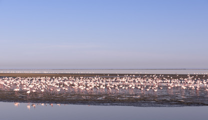 Flamingos - Swakopmund, Namibia