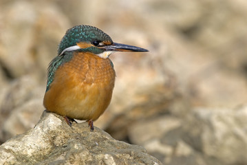 Alcedo atthis / Martin-pêcheur d'Europe