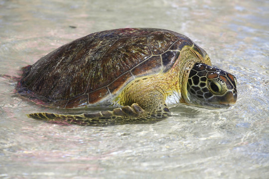 Chelonia Mydas / Tortue Marine Verte