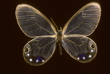 Cithaerias esmeralda / Esméralda