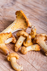 Heap of fresh yellow forestry chanterelle