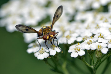 Ectophasia crassipennis / Phasie crassipenne