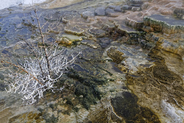 Tree and geothermical features in Mammoth Hot Springs